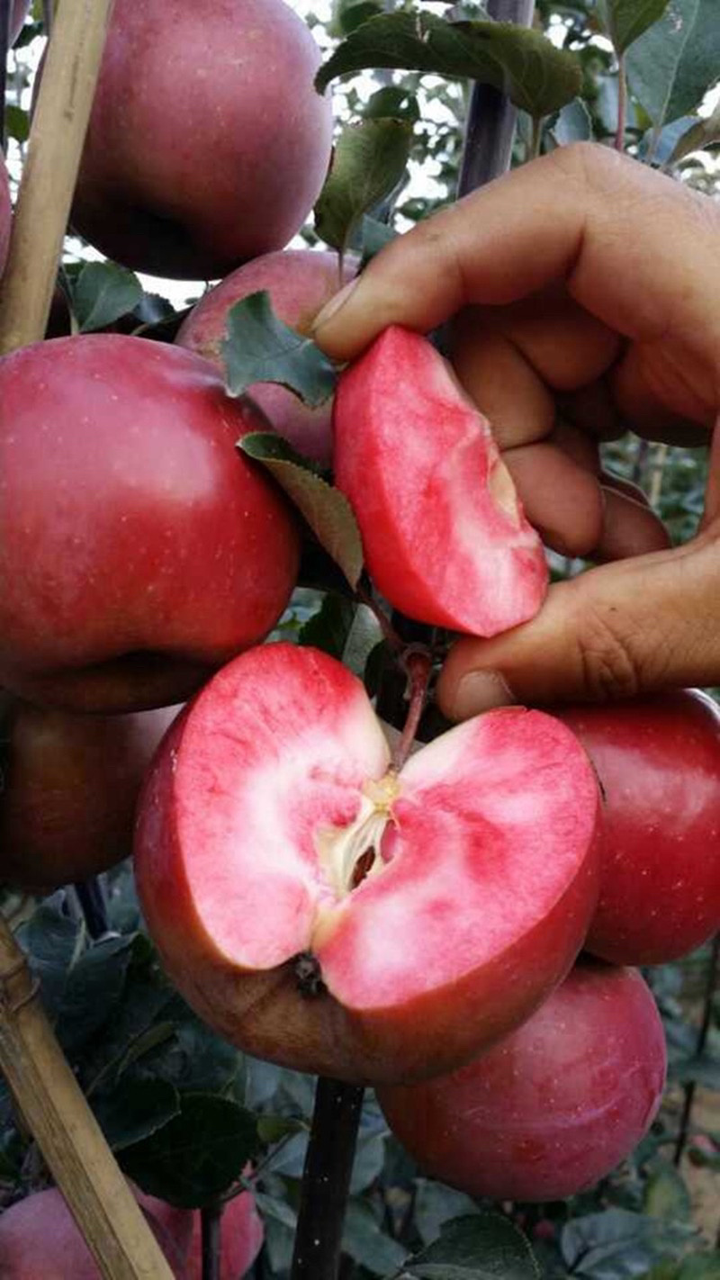 红肉苹果嫁接苗基地直销规格齐全现挖现卖包结果