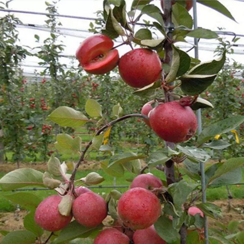 红肉苹果嫁接苗基地直销规格齐全现挖现卖包结果