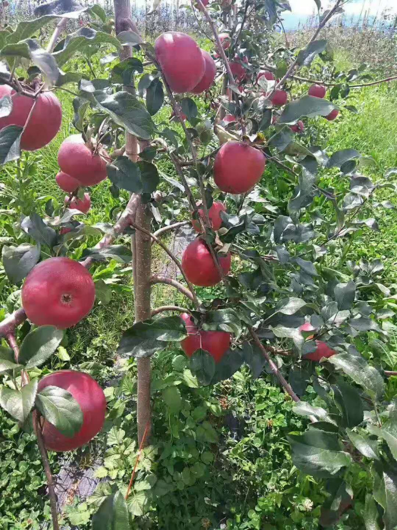红肉苹果嫁接苗基地直销规格齐全现挖现卖包结果