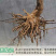 克伦生葡萄苗嫁接葡萄苗现挖现卖包成活包结果
