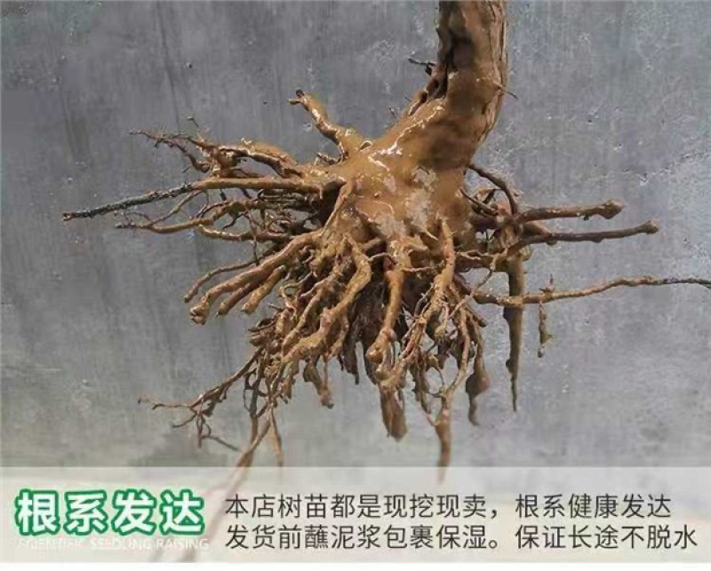 克伦生葡萄苗嫁接葡萄苗现挖现卖包成活包结果