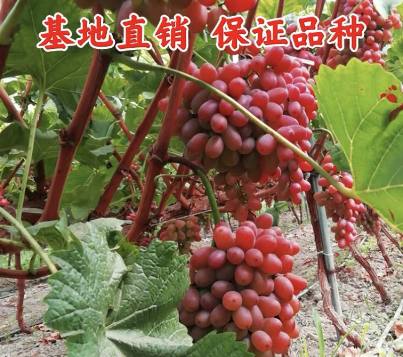 克伦生葡萄苗嫁接葡萄苗现挖现卖包成活包结果