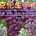 克伦生葡萄苗嫁接葡萄苗现挖现卖包成活包结果