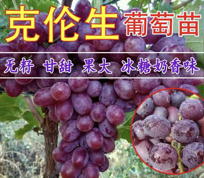 克伦生葡萄苗嫁接葡萄苗现挖现卖包成活包结果