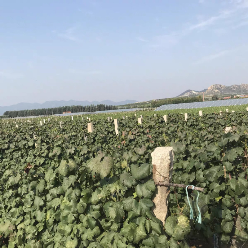 克伦生葡萄苗嫁接葡萄苗现挖现卖包成活包结果