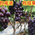 巨峰葡萄嫁接苗自己苗圃品种齐全可签合同