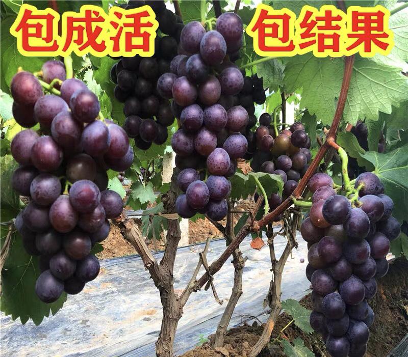 巨峰葡萄嫁接苗自己苗圃品种齐全可签合同