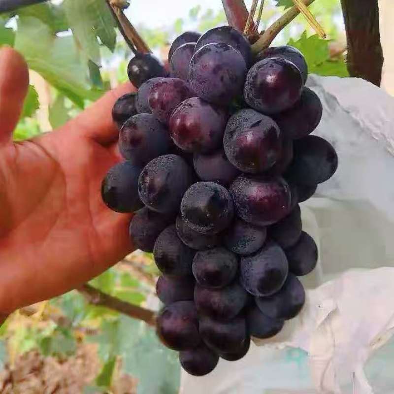 巨峰葡萄嫁接苗自己苗圃品种齐全可签合同