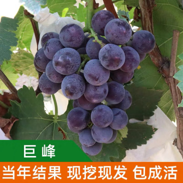 巨峰葡萄嫁接苗自己苗圃品种齐全可签合同