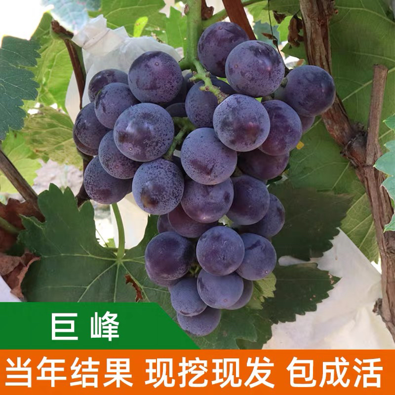 巨峰葡萄嫁接苗自己苗圃品种齐全可签合同