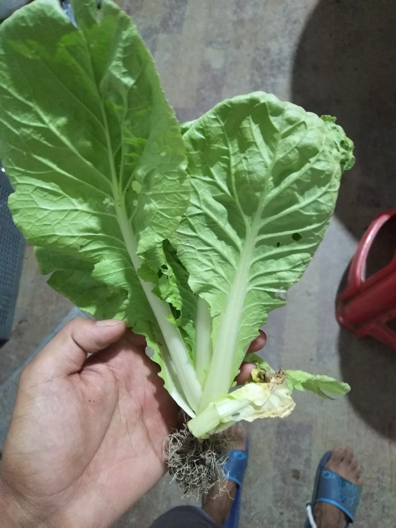 精品杭白菜常年供应产地直供精品常年供应保证质量