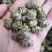 纯手工铁皮石斛枫斗品类齐全可带打粉、包装