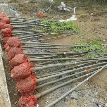 正宗榉树苗红榉树苗榉树小苗庭院室外道路小区工程绿化大榉树