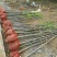 正宗榉树苗红榉树苗榉树小苗庭院室外道路小区工程绿化大榉树
