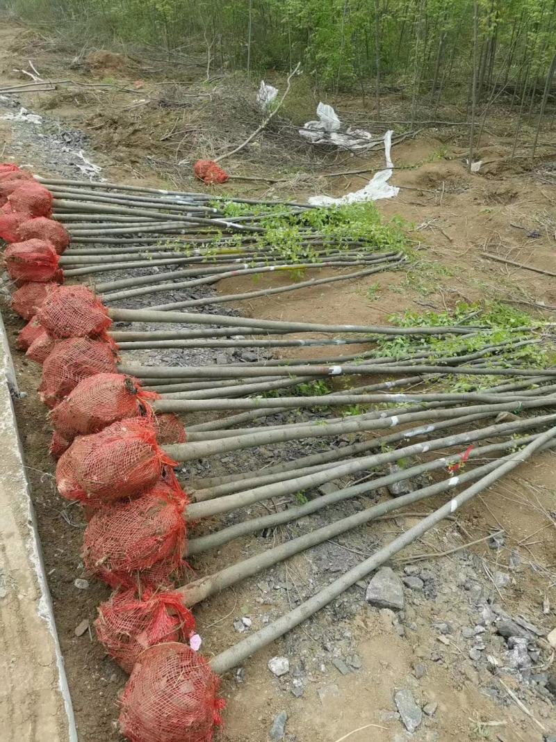 正宗榉树苗红榉树苗榉树小苗庭院室外道路小区工程绿化大榉树