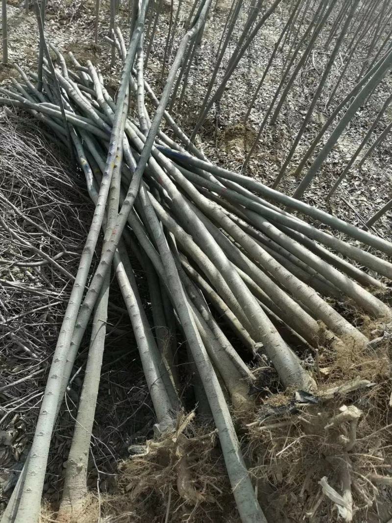 正宗榉树苗红榉树苗榉树小苗庭院室外道路小区工程绿化大榉树