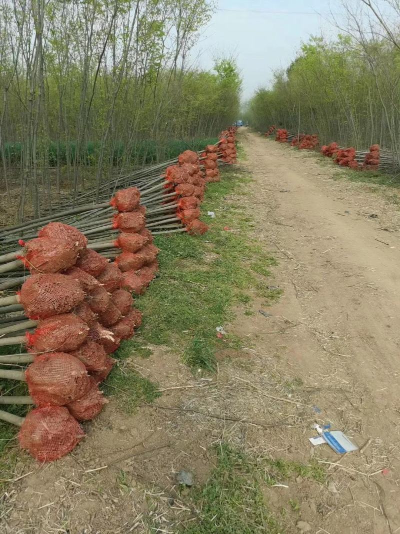 正宗榉树苗红榉树苗榉树小苗庭院室外道路小区工程绿化大榉树
