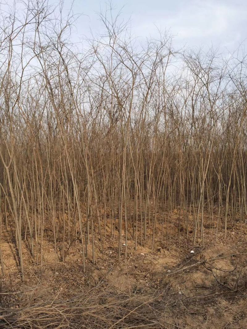 正宗榉树苗红榉树苗榉树小苗庭院室外道路小区工程绿化大榉树
