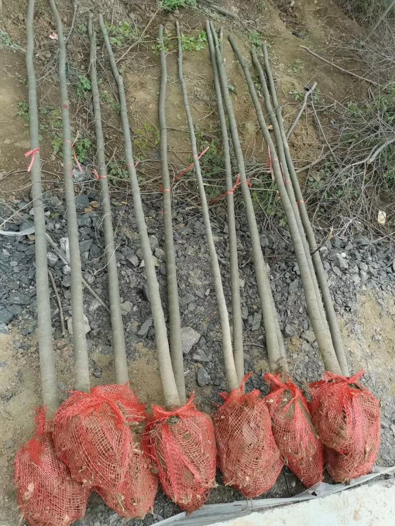 正宗榉树苗红榉树苗榉树小苗庭院室外道路小区工程绿化大榉树
