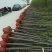 正宗榉树苗红榉树苗榉树小苗庭院室外道路小区工程绿化大榉树