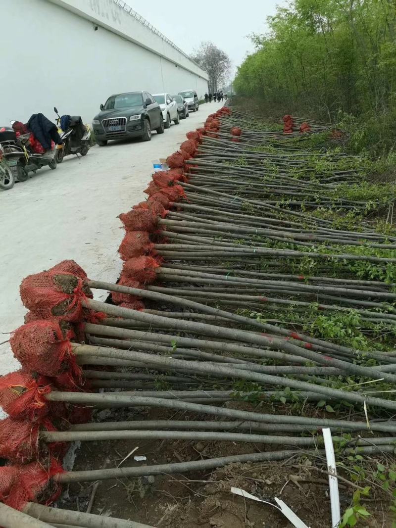 正宗榉树苗红榉树苗榉树小苗庭院室外道路小区工程绿化大榉树