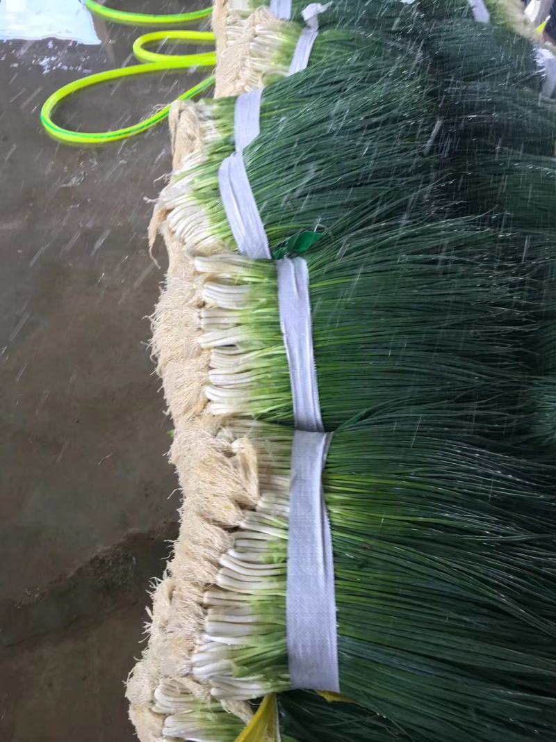 本地四季香葱大量上市，质量很好，需要的各位老板请联系。