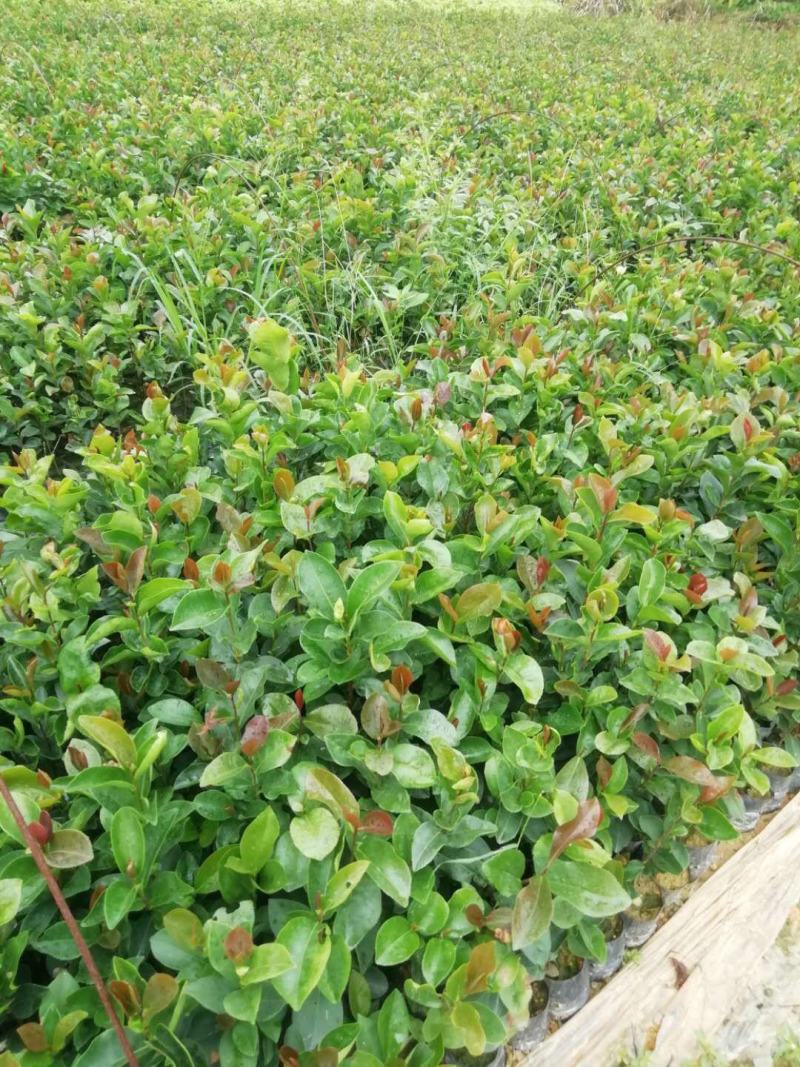 油茶苗山油茶杯苗基地大量现货油茶杯苗价格优惠欢迎老板购买