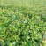 油茶苗山油茶杯苗基地大量现货油茶杯苗价格优惠欢迎老板购买