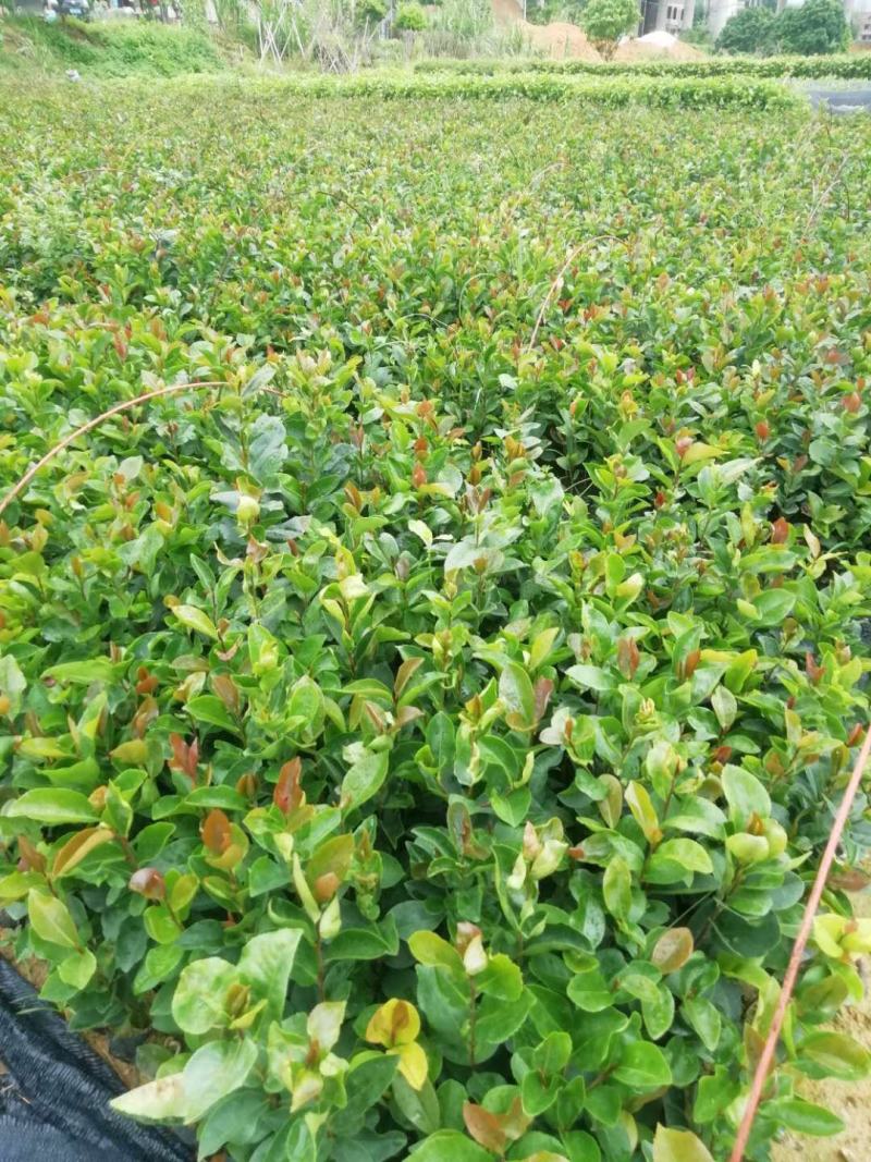 油茶苗山油茶杯苗基地大量现货油茶杯苗价格优惠欢迎老板购买