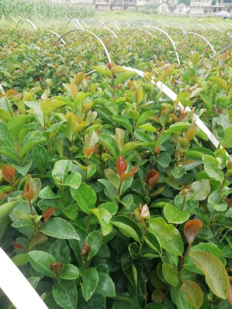 油茶苗山油茶杯苗基地大量现货油茶杯苗价格优惠欢迎老板购买