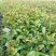 油茶苗山油茶杯苗基地大量现货油茶杯苗价格优惠欢迎老板购买