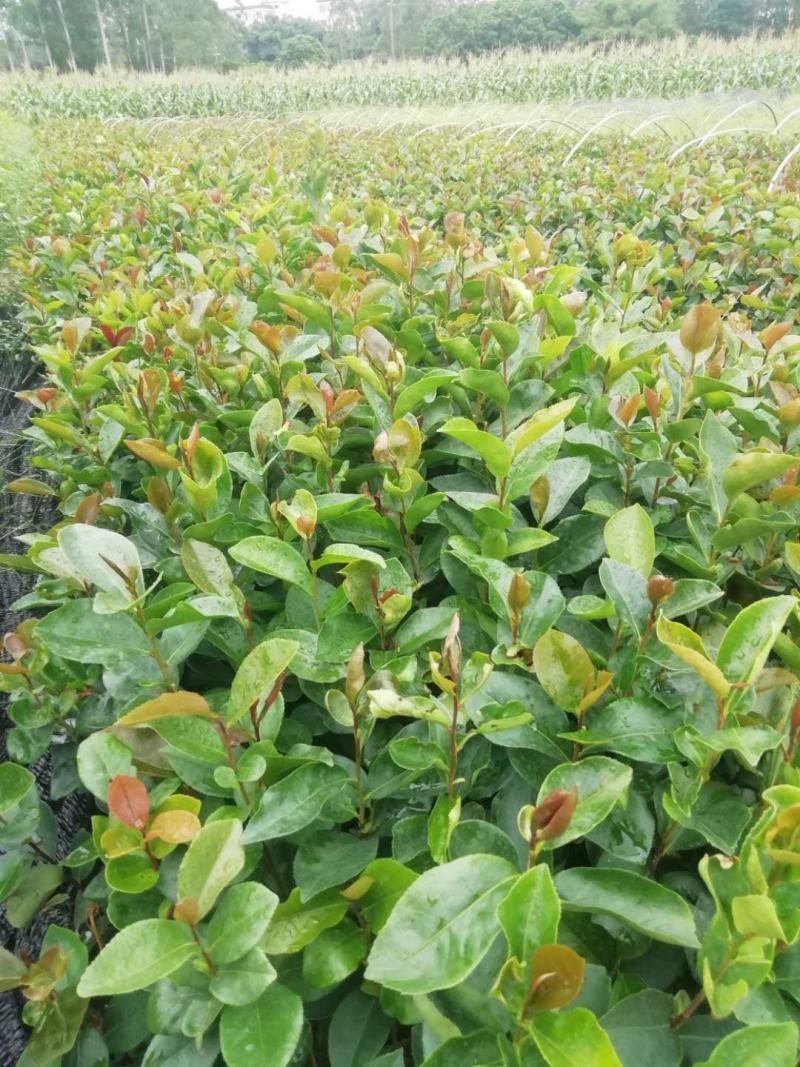 油茶苗山油茶杯苗基地大量现货油茶杯苗价格优惠欢迎老板购买