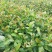 油茶苗山油茶杯苗基地大量现货油茶杯苗价格优惠欢迎老板购买