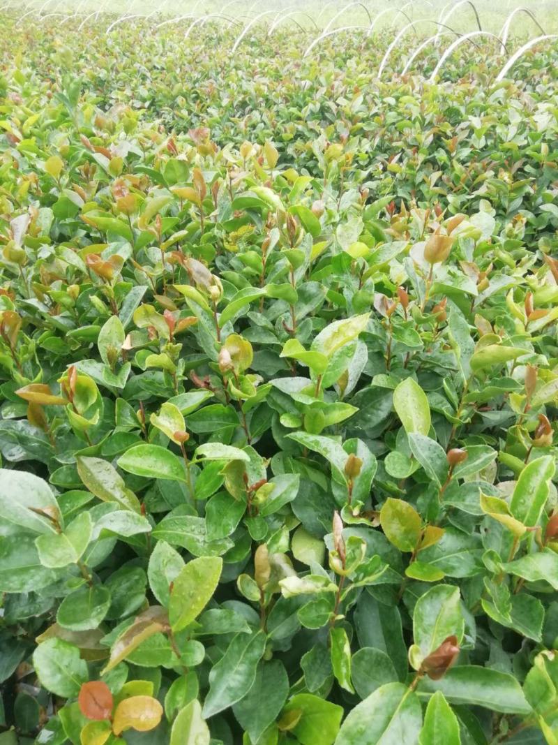 油茶苗山油茶杯苗基地大量现货油茶杯苗价格优惠欢迎老板购买
