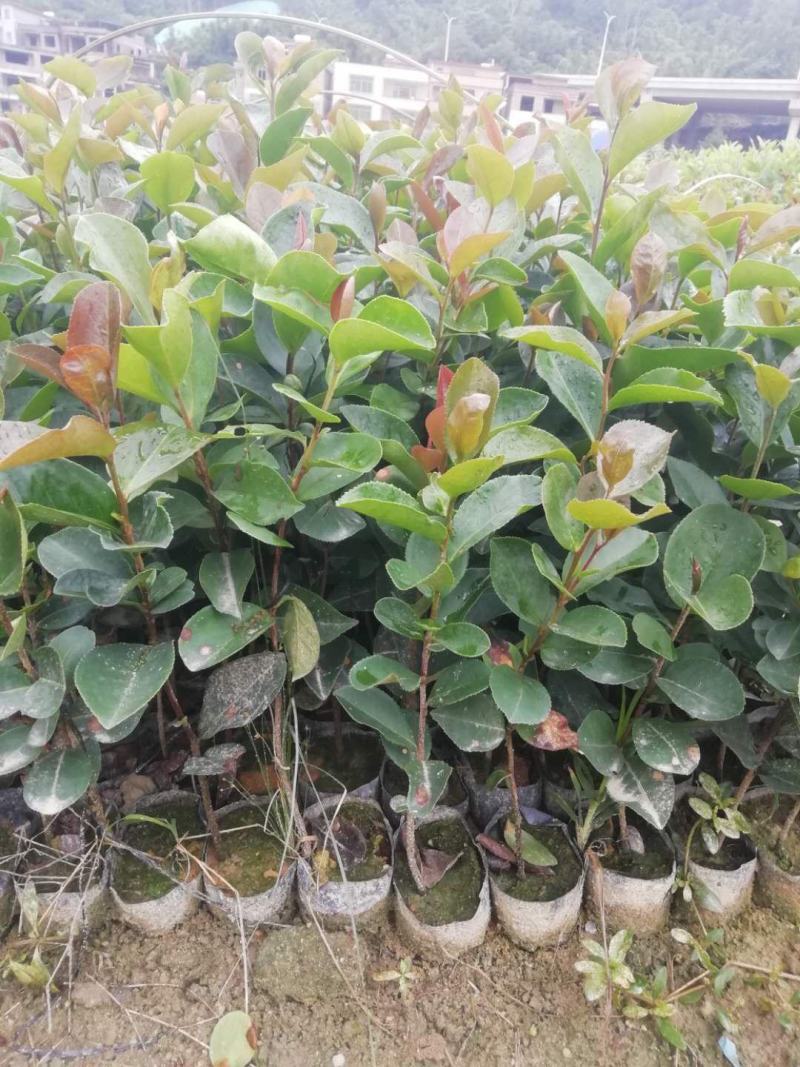 油茶苗山油茶杯苗基地大量现货油茶杯苗价格优惠欢迎老板购买