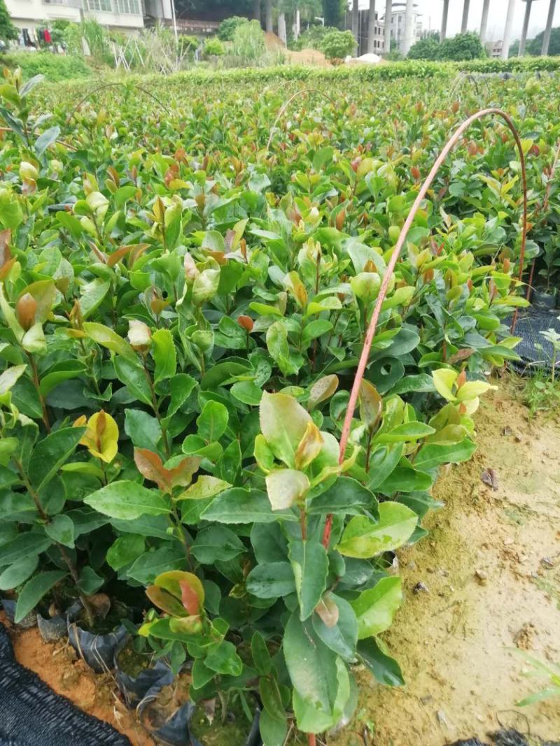 油茶苗山油茶杯苗基地大量现货油茶杯苗价格优惠欢迎老板购买