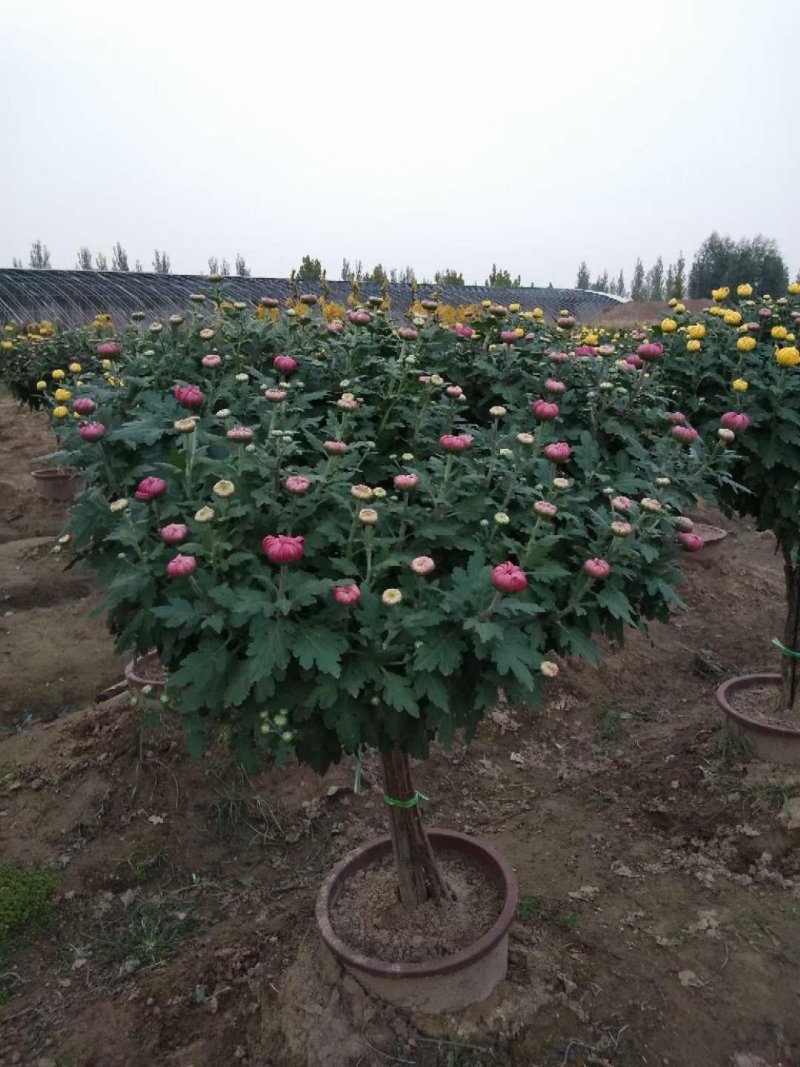 菊花艺菊造型