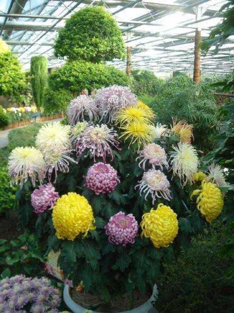 菊花艺菊造型
