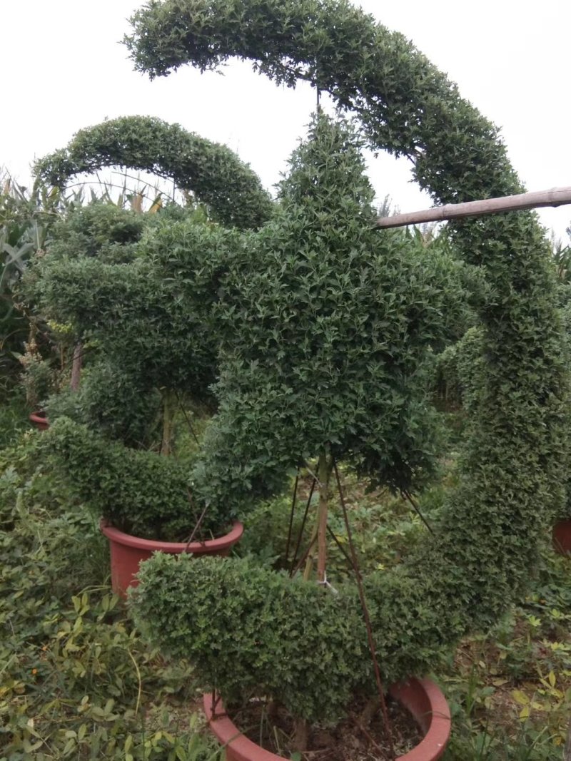 菊花艺菊造型