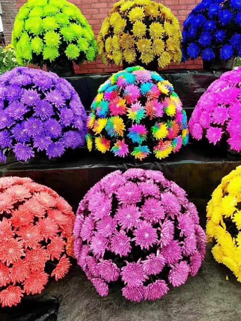 菊花艺菊造型