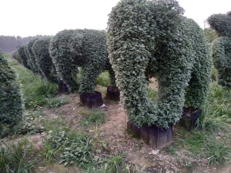 菊花艺菊造型