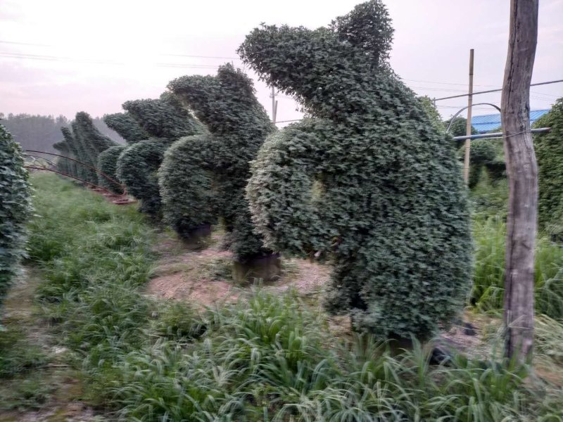 菊花艺菊造型