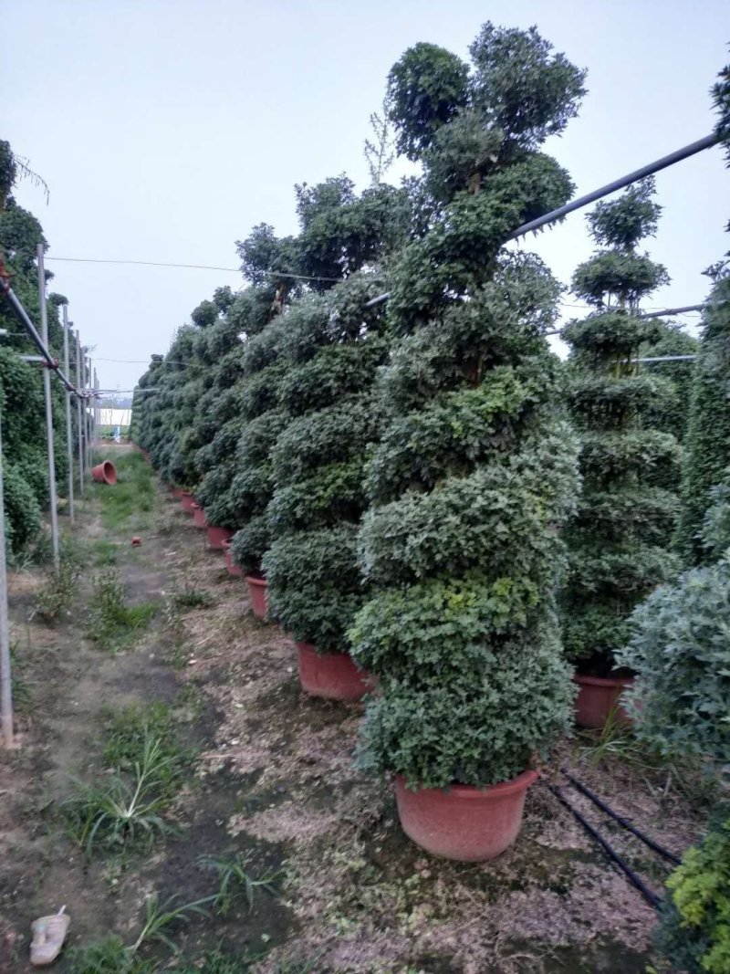 菊花艺菊造型