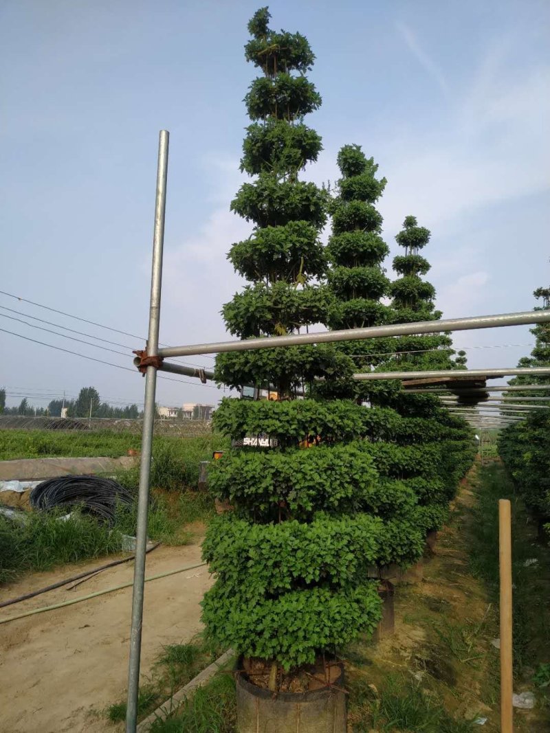 菊花艺菊造型