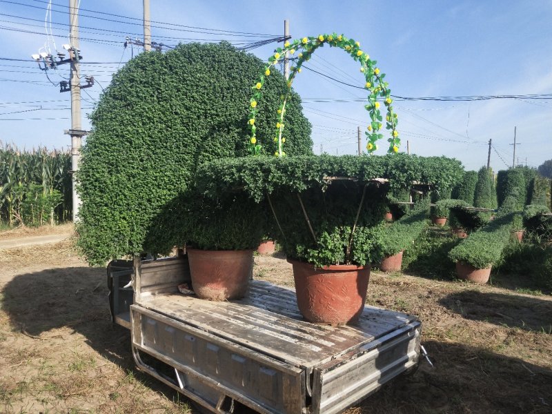 菊花艺菊造型