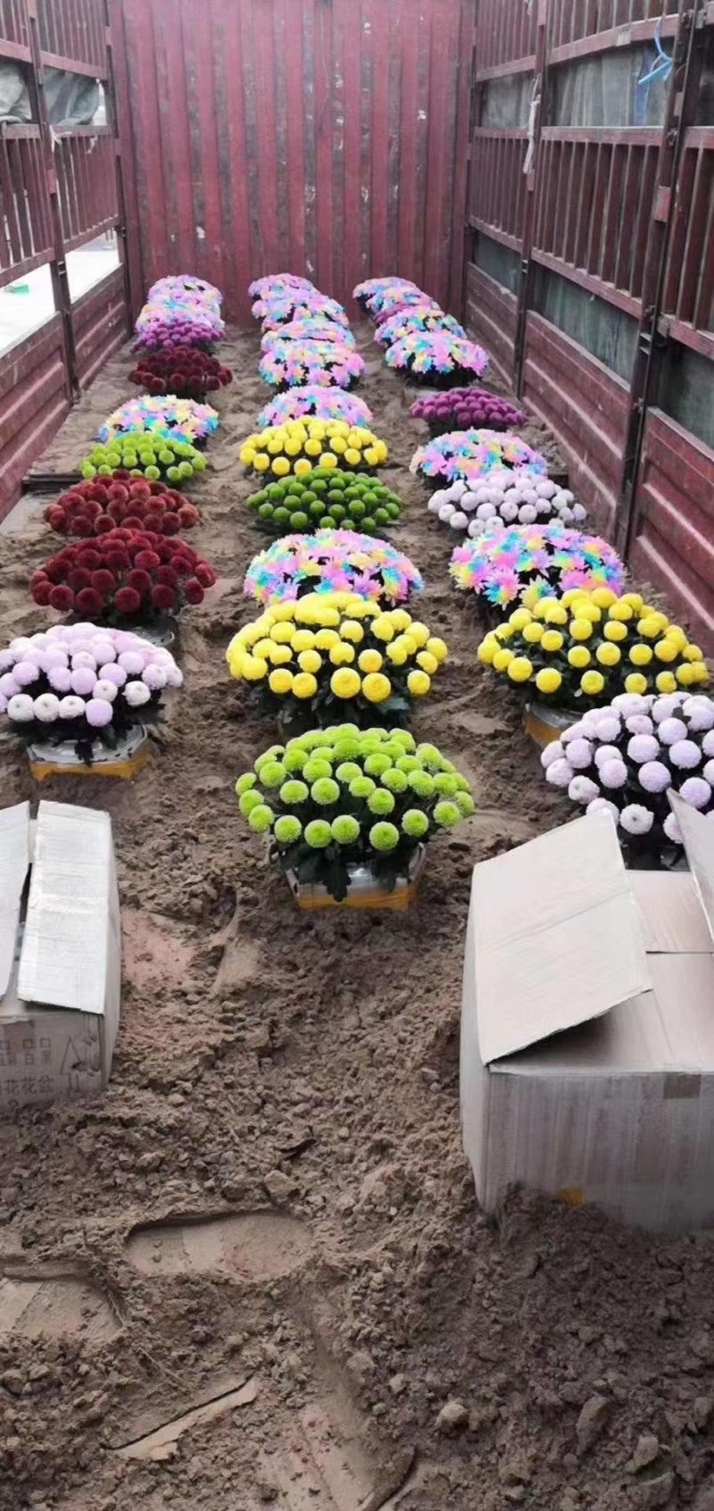 菊花艺菊造型