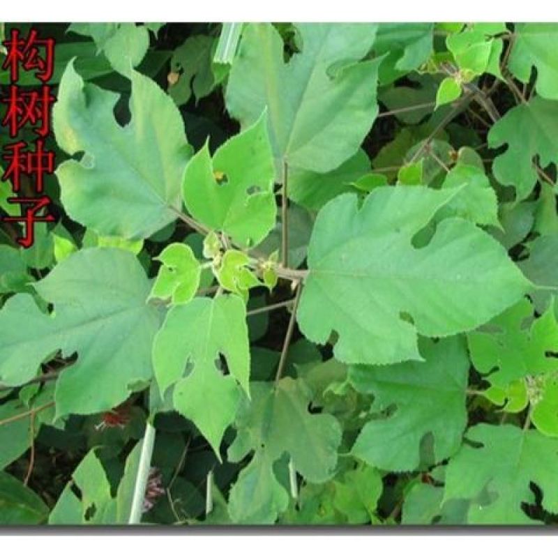 新杂交构树种子构树种子楮树种子大叶构树种子多年