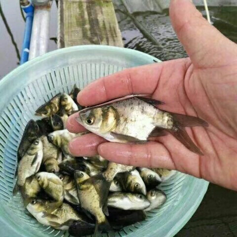 缩骨大头鱼苗仙骨大头鱼苗一手货源基地直供