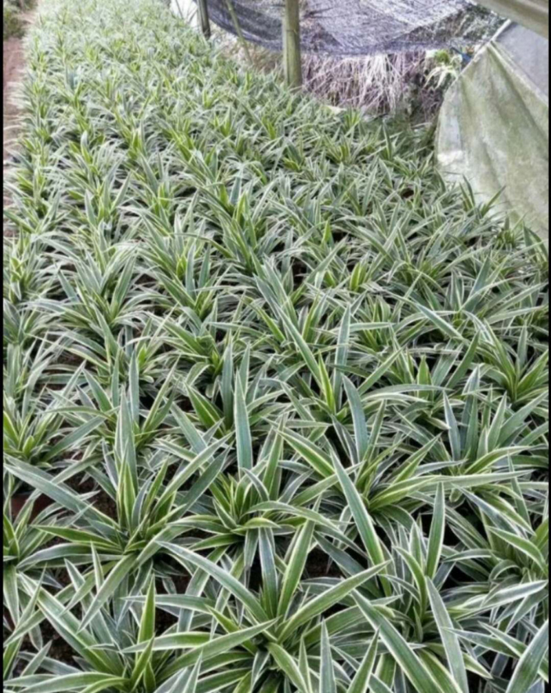 精品金边吊兰盆栽基地长期供货一手货源质量保证