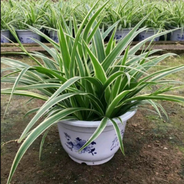 精品金边吊兰盆栽基地长期供货一手货源质量保证